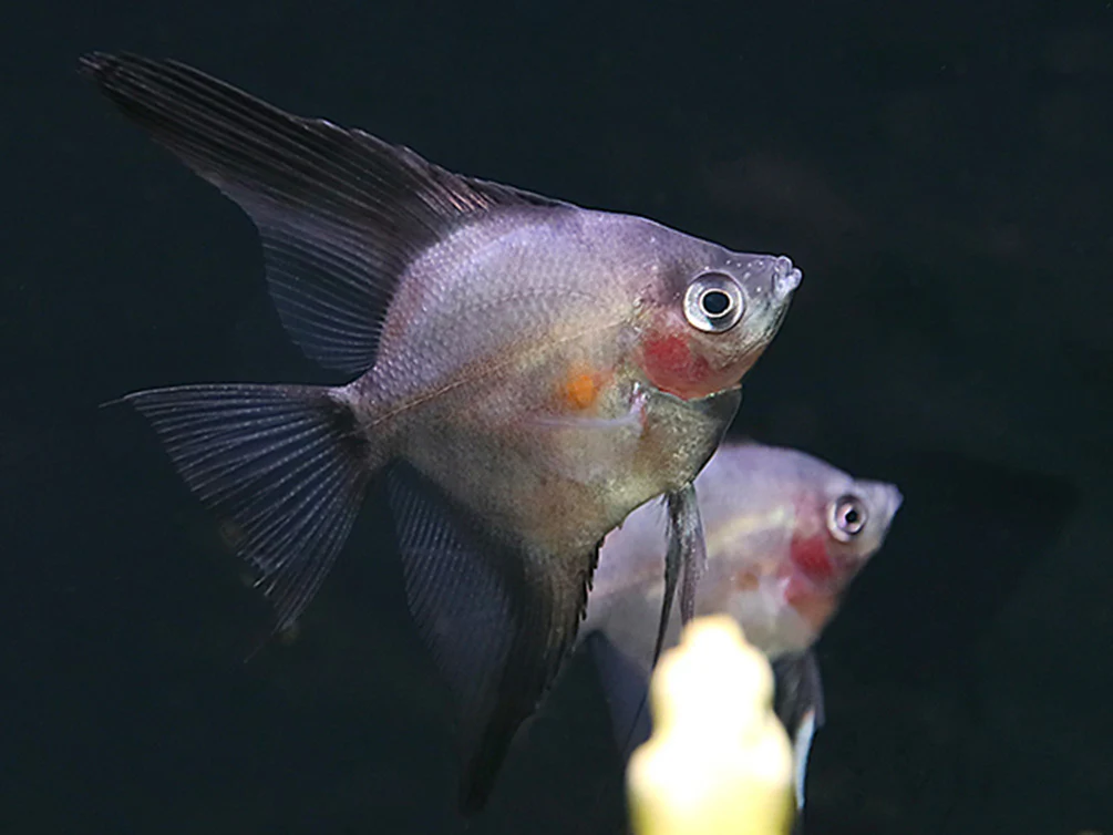 Legend Paraiba Angelfish (Pterophyllum scalare “Legend Paraiba”) – Tank Bred