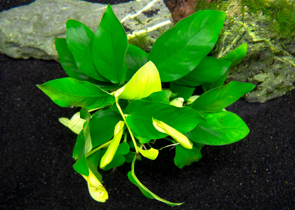 Anubias nana (Anubias barteri var. “nana”) - Bare Root, EXTRA LARGE