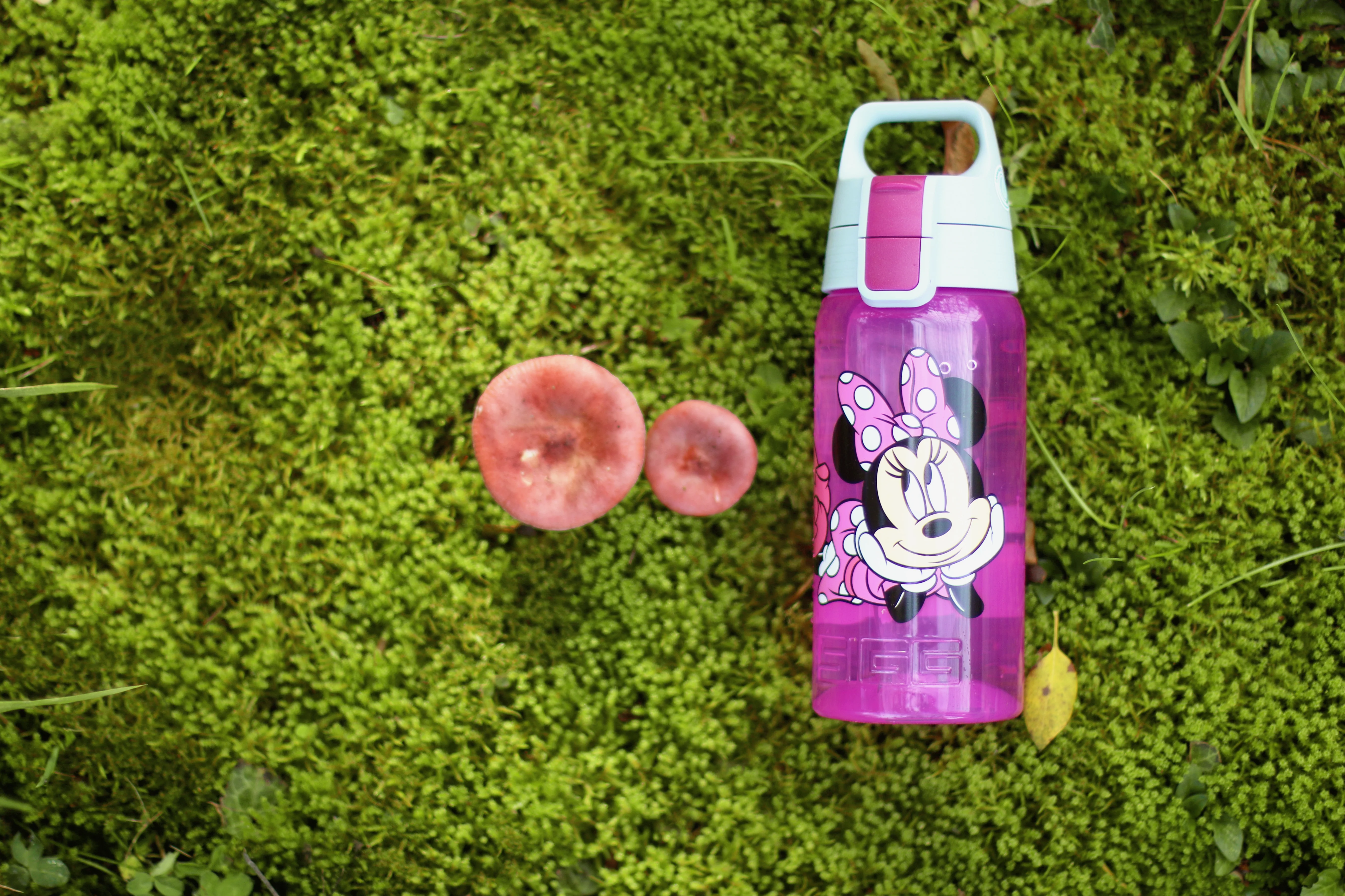VIVA ONE Disney