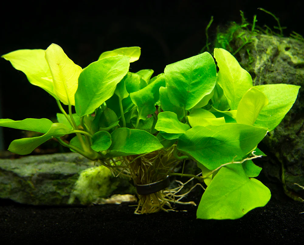 Golden Anubias Nana (Anubias barteri var. “Golden nana”), Bare Root