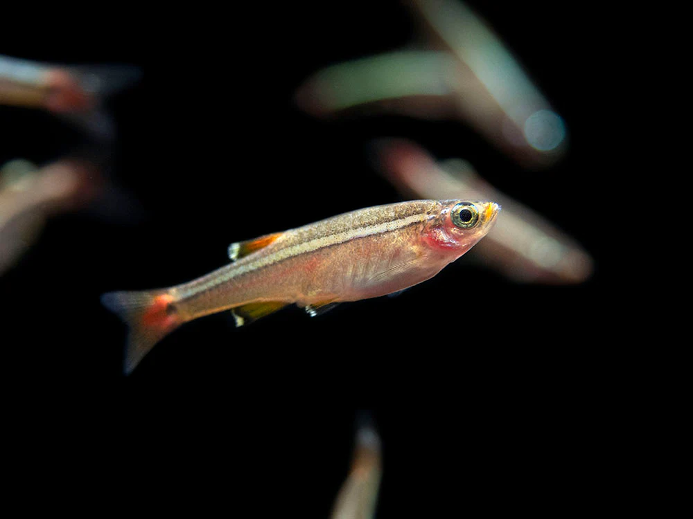 White Cloud Mountain Minnow (Tanichthys albonubes), Tank-Bred