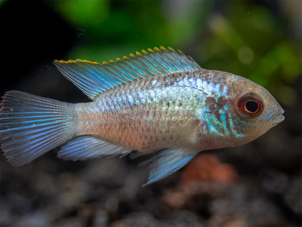 Electric Blue Acara Cichlid (Andinoacara pulcher hybrid), USA-Bred