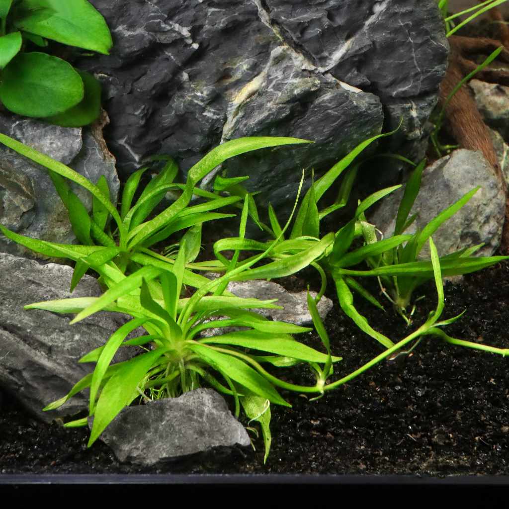 Helanthium Bolivianum 'Quadricostatus' Tissue Culture
