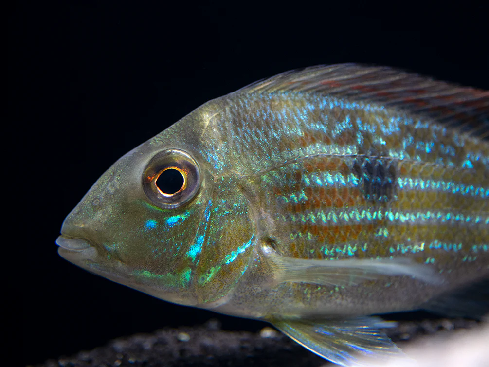 Sven's Eartheater Cichlid (Geophagus sveni), Tank-Bred!