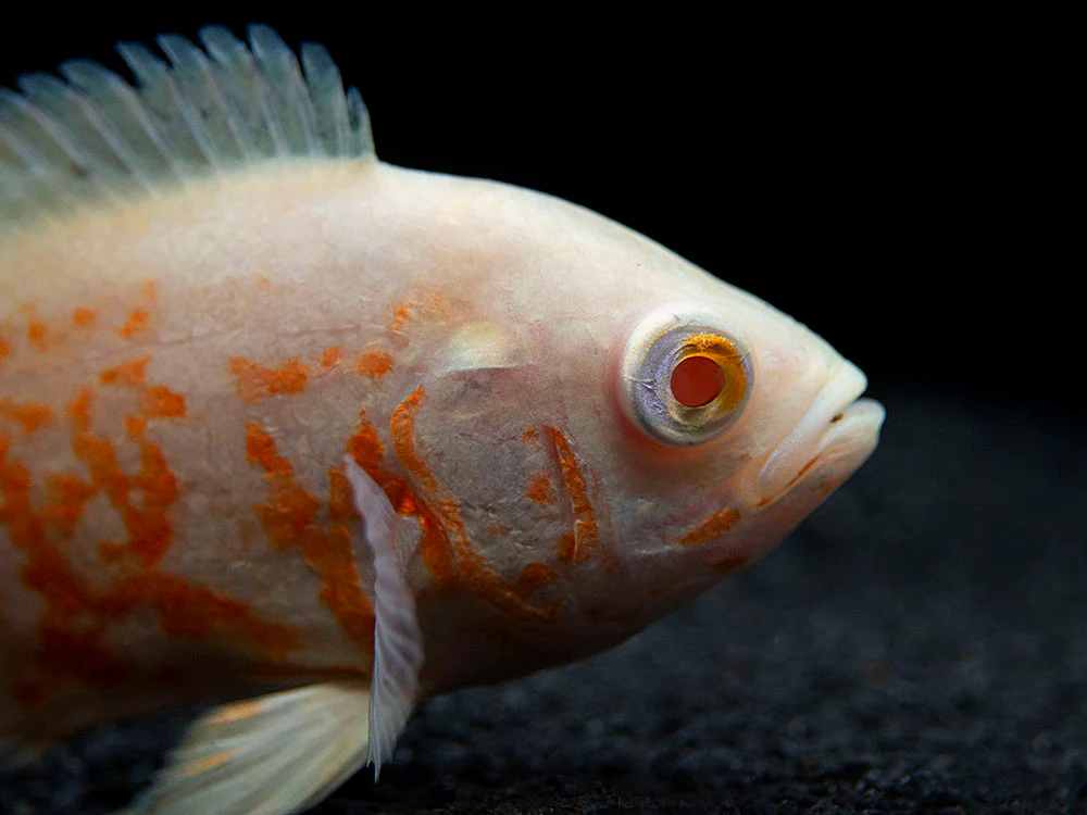 Albino Tiger Oscar (Astronotus ocellatus), Tank-Bred