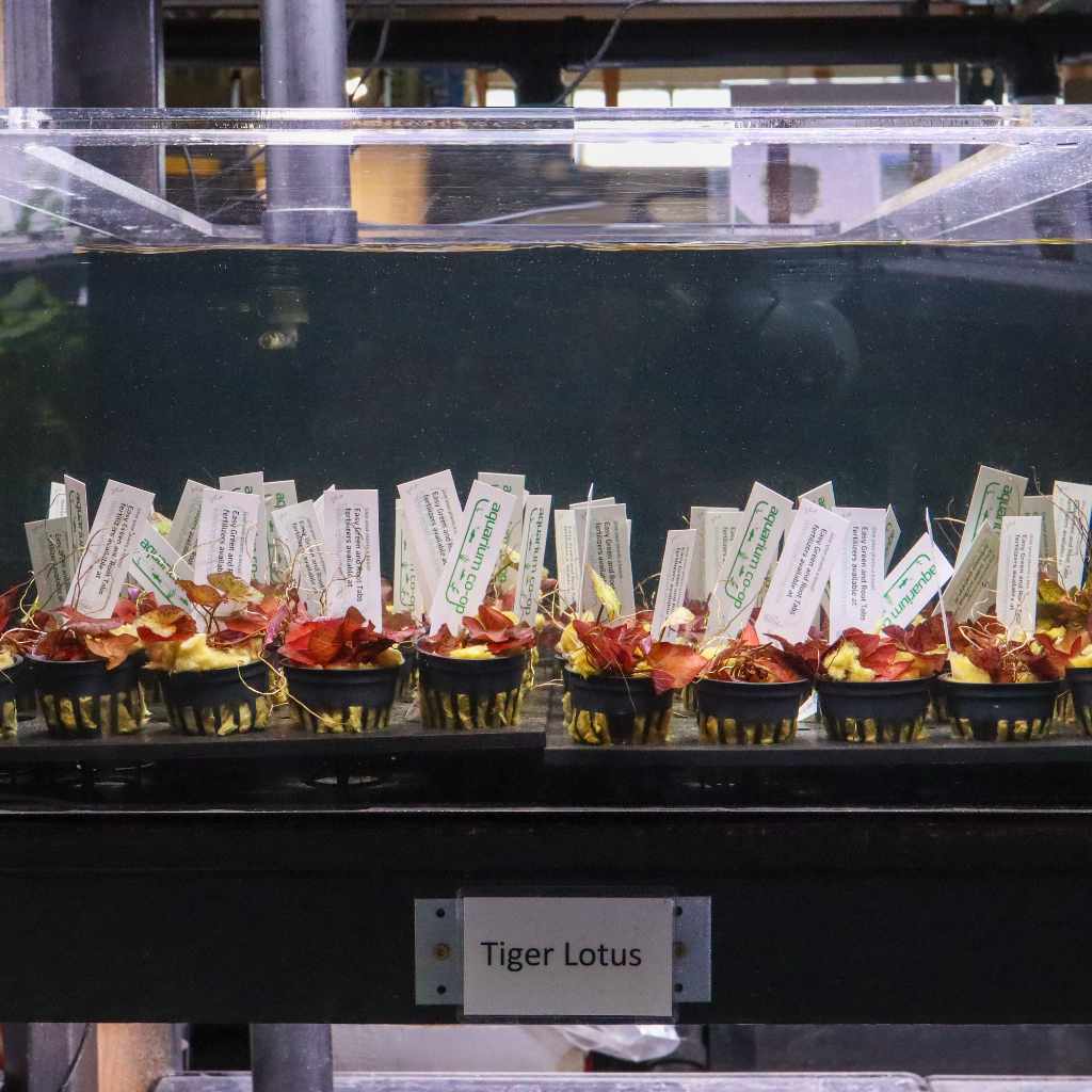 Tiger Lotus Bulb