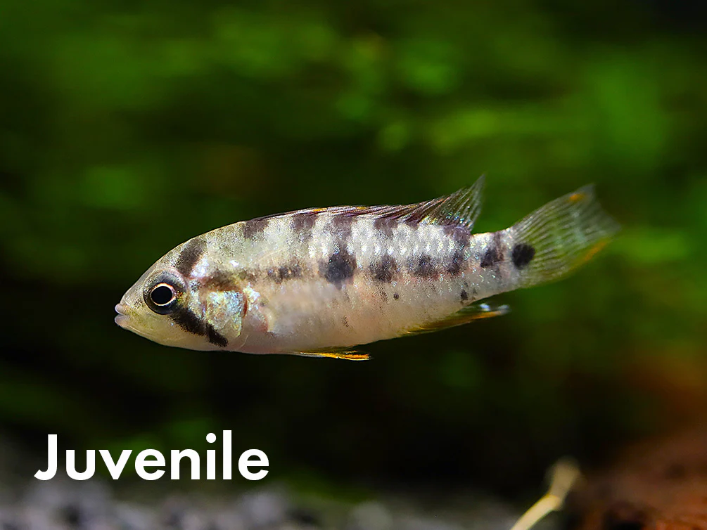 Apistogramma baenschi (Inca) Dwarf Cichlid Fish – Locally Bred