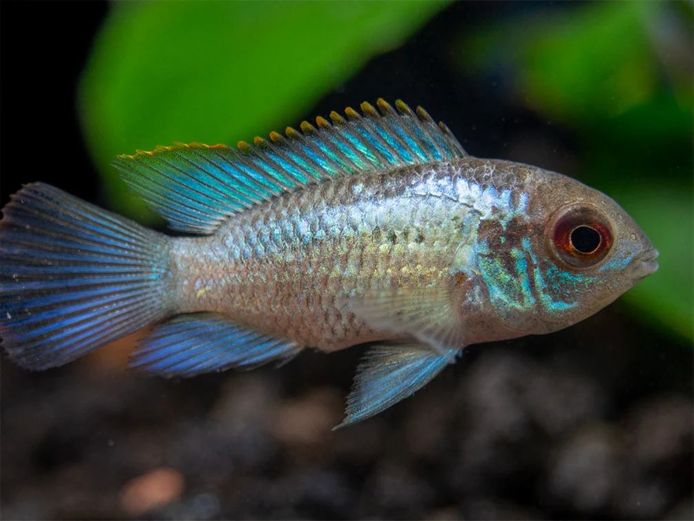 Electric Blue Acara Cichlid (Andinoacara pulcher hybrid), USA-Bred