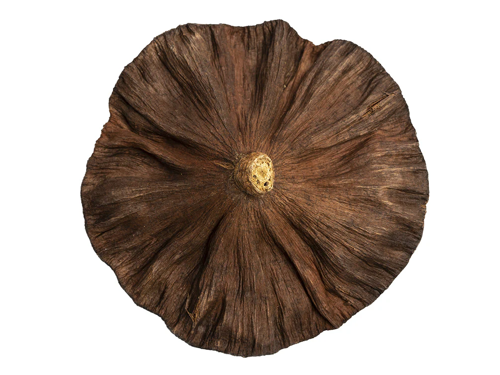 Aquatic Arts Lotus Pods