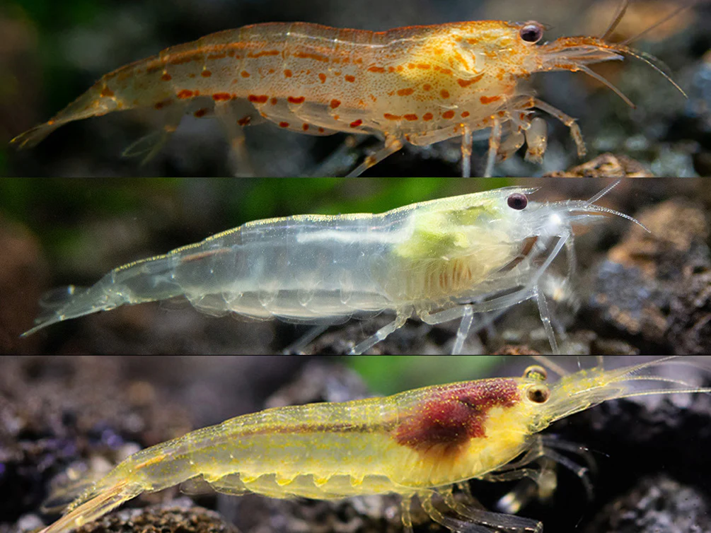 Colorful Amano Shrimp Combo Pack – Lemon Yellow, Sun Orange & Snow (Tank-Bred)