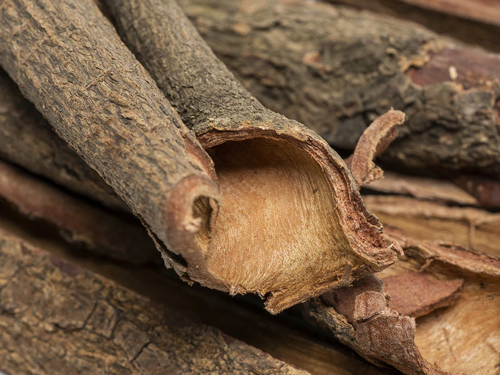 Catappa Bark