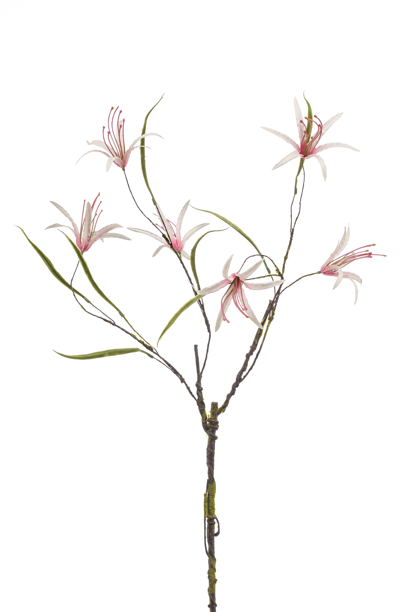 Nerine curly pink