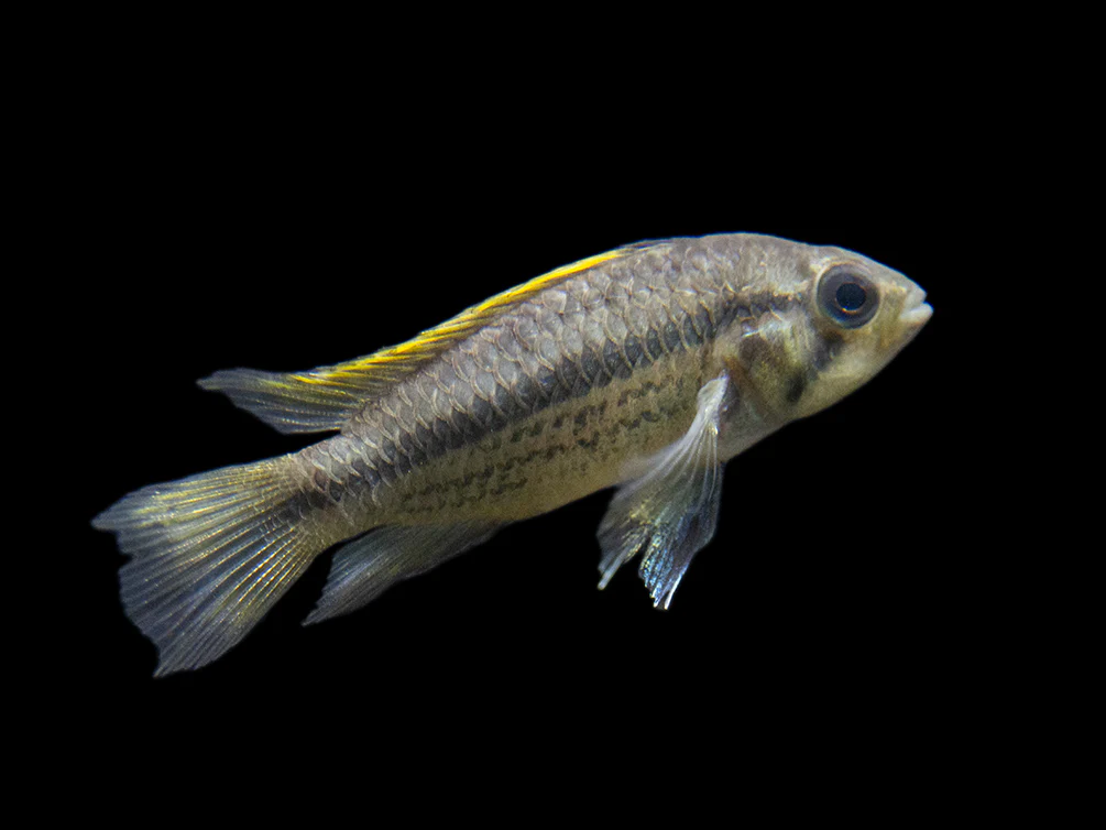 Yellow Flash Cockatoo Dwarf Cichlid (Apistogramma cacatuoides), Tank-Bred