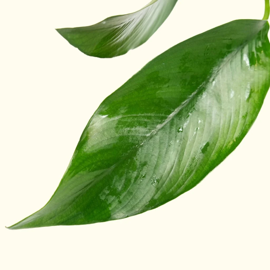 Anubias Hastifolia