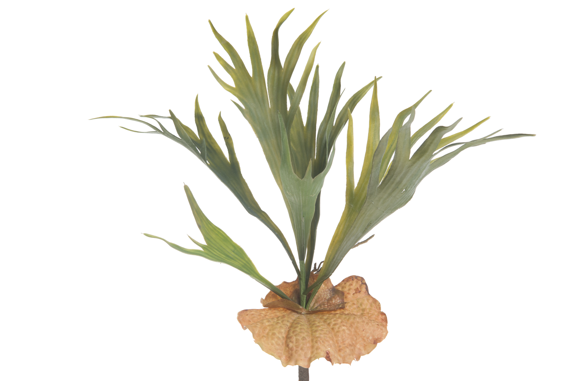 staghorn fern 42 cm