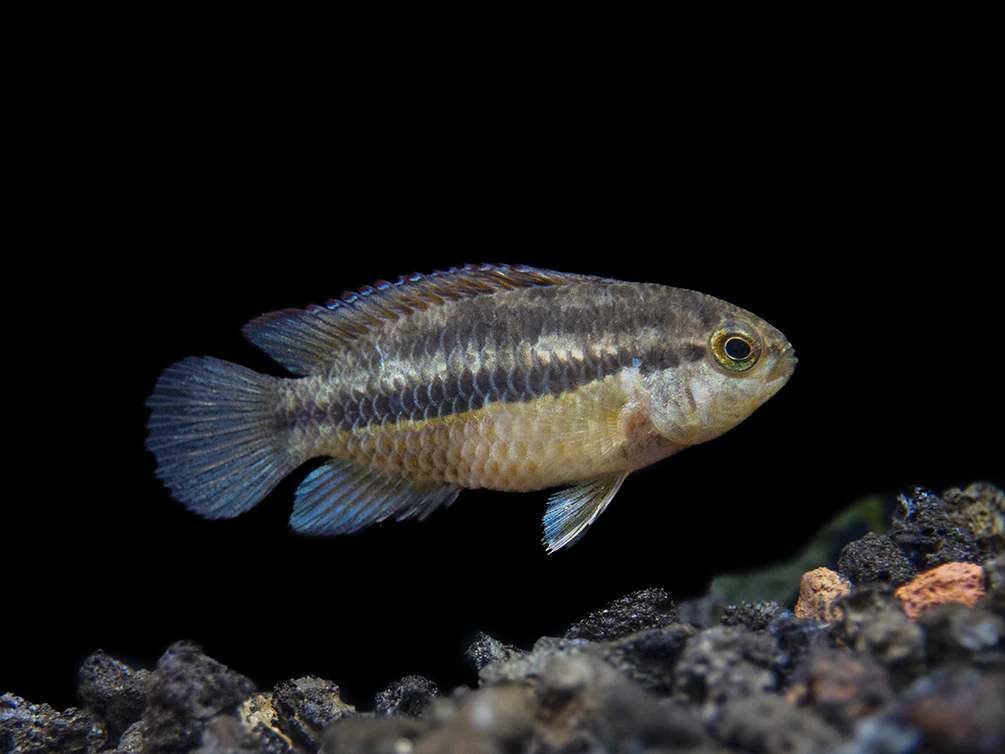 Golden Dwarf Cichlid (Nannacara anomala), - Tank Bred