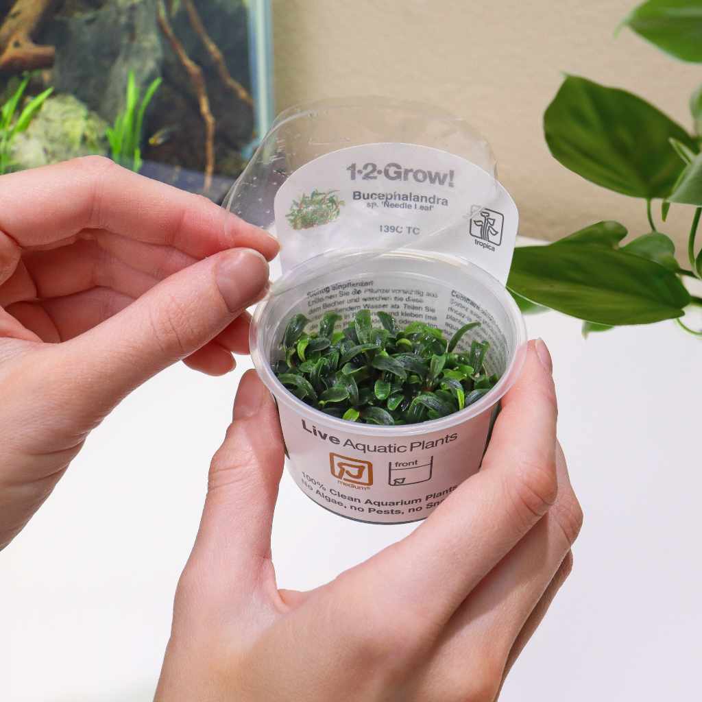 Bucephalandra Needle Leaf Tissue Culture