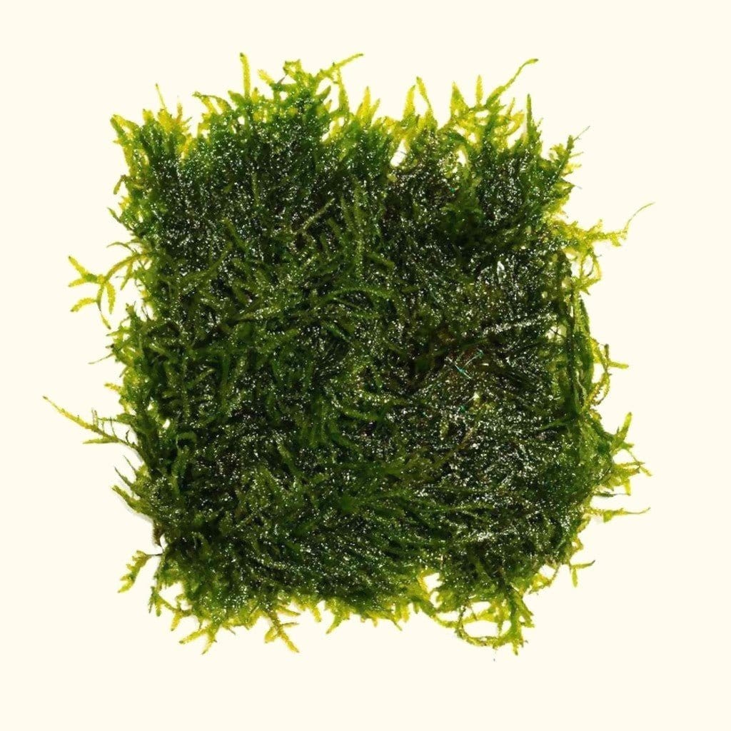 Java Moss Mat