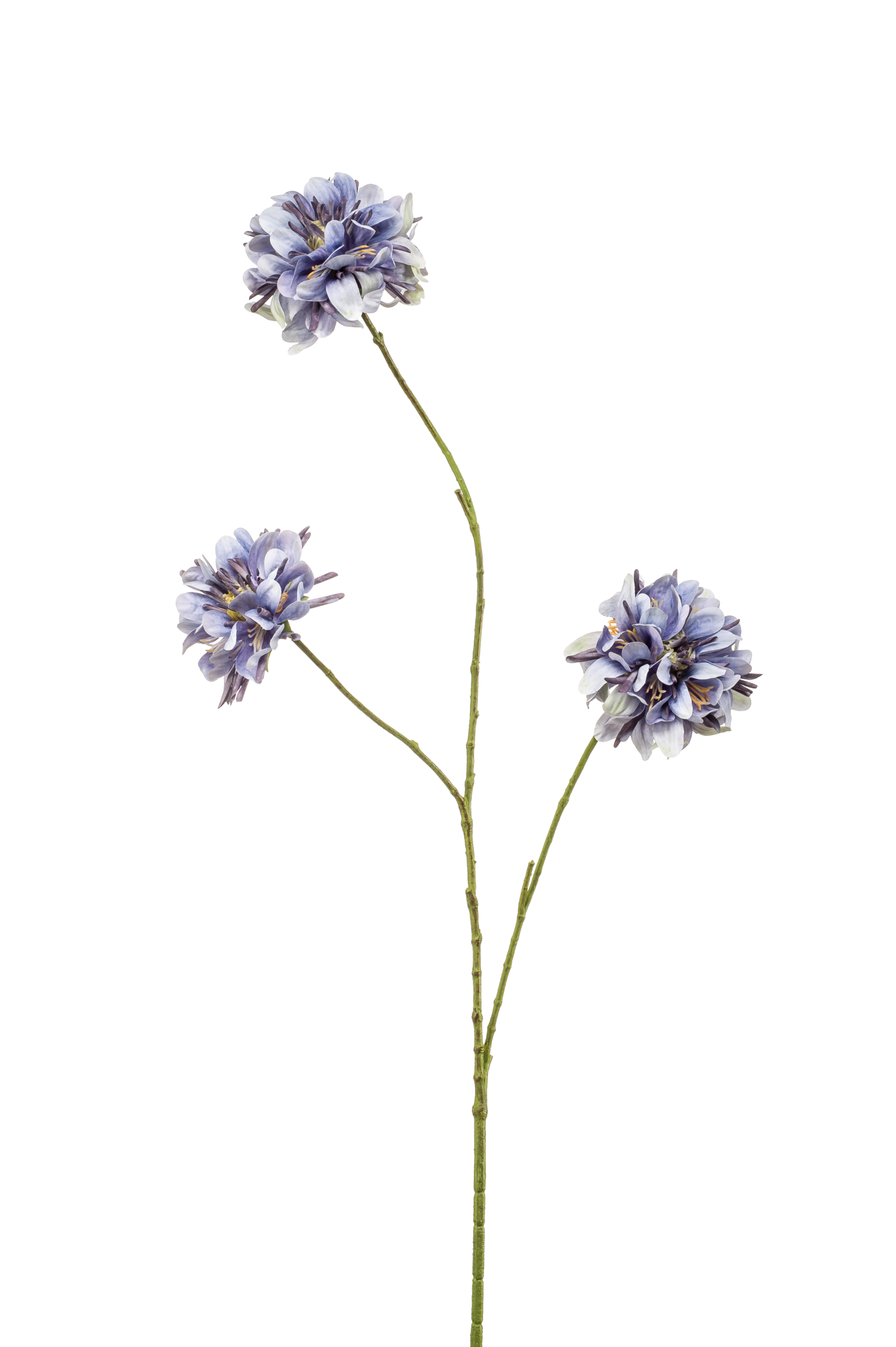 Scabiosa spray blue