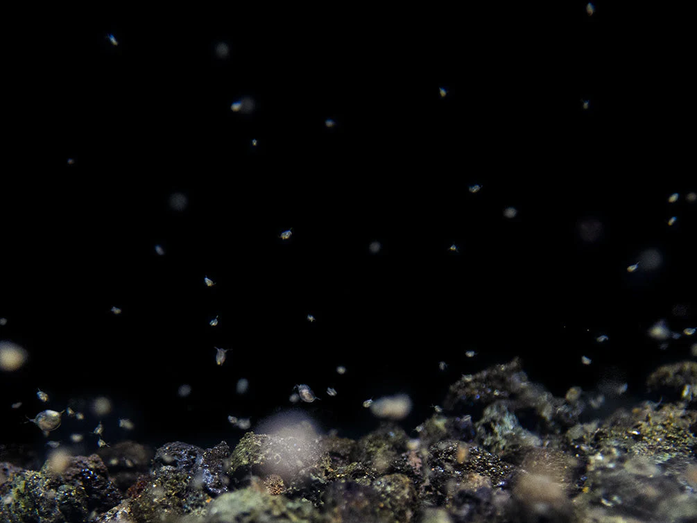 Live Daphnia and Scud Cultures Combo Pack - Aquatic Arts