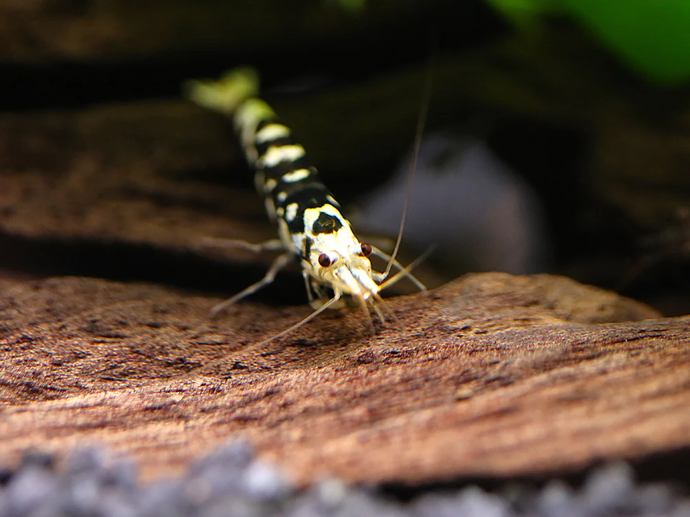 Fancy Black Tiger Shrimp (Caridina sp. “Black Tiger”) – SS Grade
