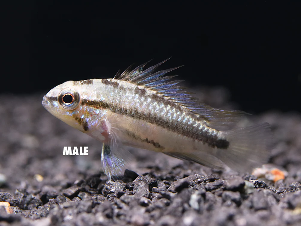 Redfin Three-Striped Dwarf Cichlid (Apistogramma trifasciata) - TANK-BRED!!!