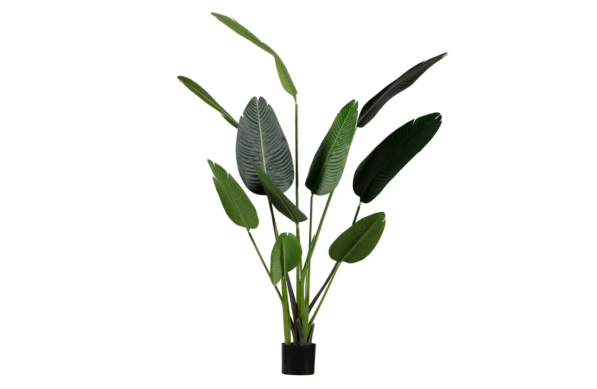 Kunstplant Strelitzia Groen 164CM