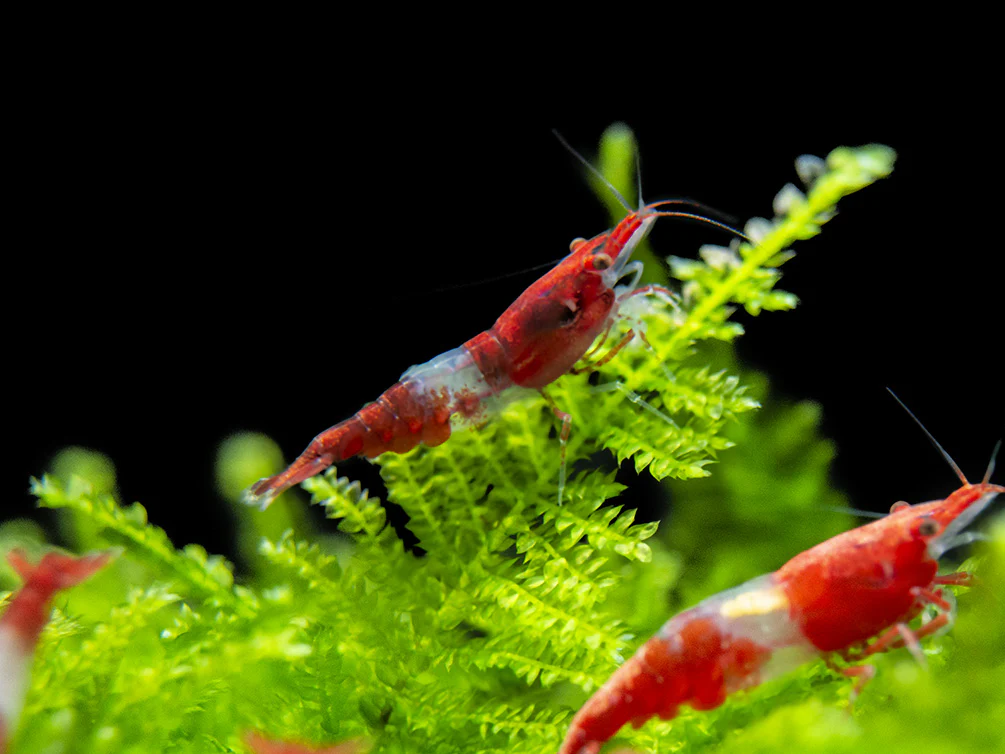 Red Rili Shrimp Breeder Combo Box