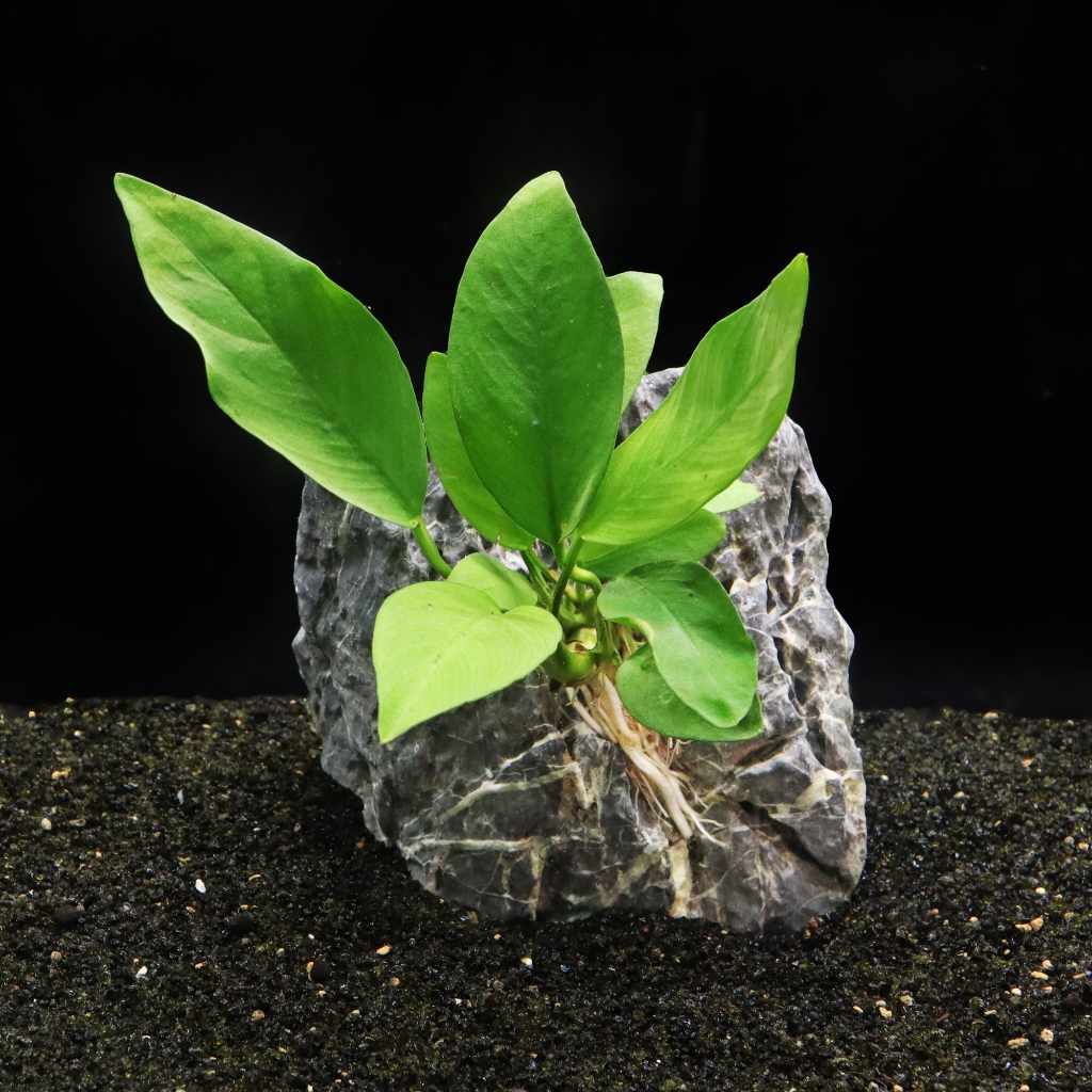 Anubias Nangi
