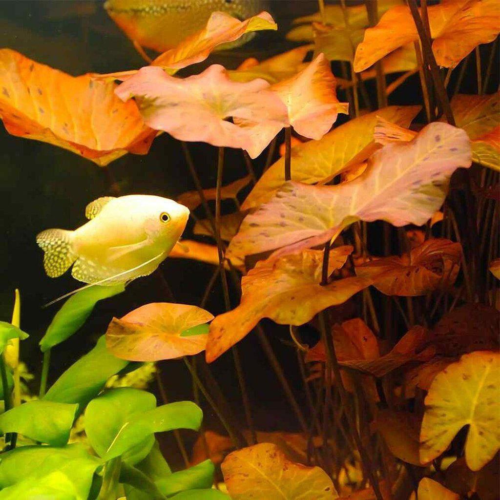 Red Dwarf Aquarium Lily Bulb