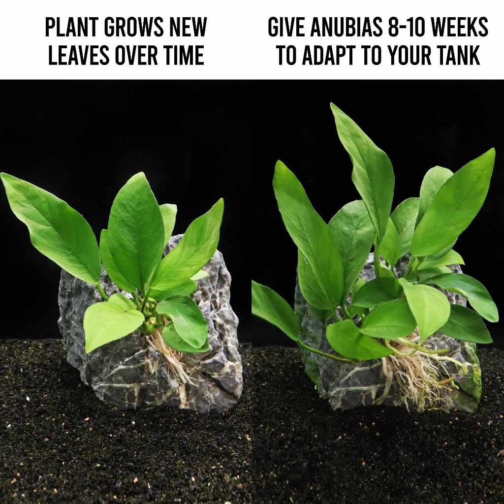 Anubias Nangi