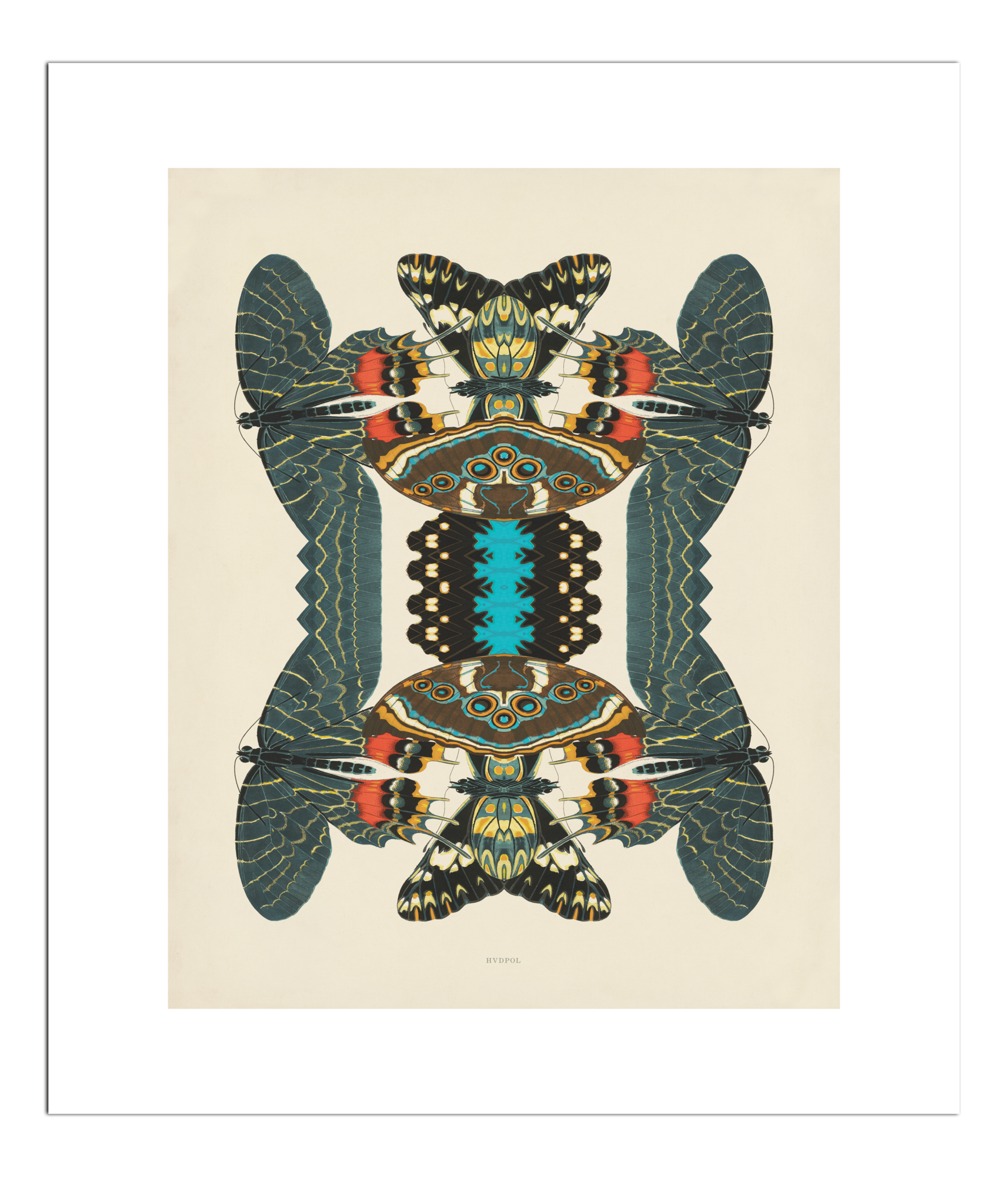 Poster Unfolding Butterfly 40 x 50 cm