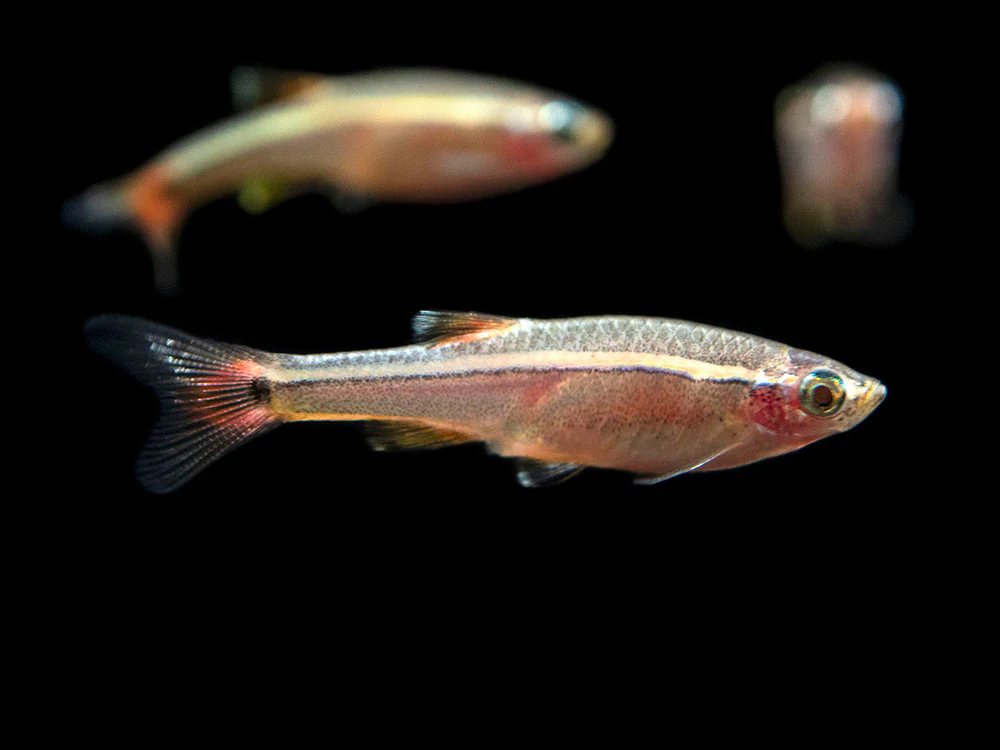 White Cloud Mountain Minnow (Tanichthys albonubes), Tank-Bred