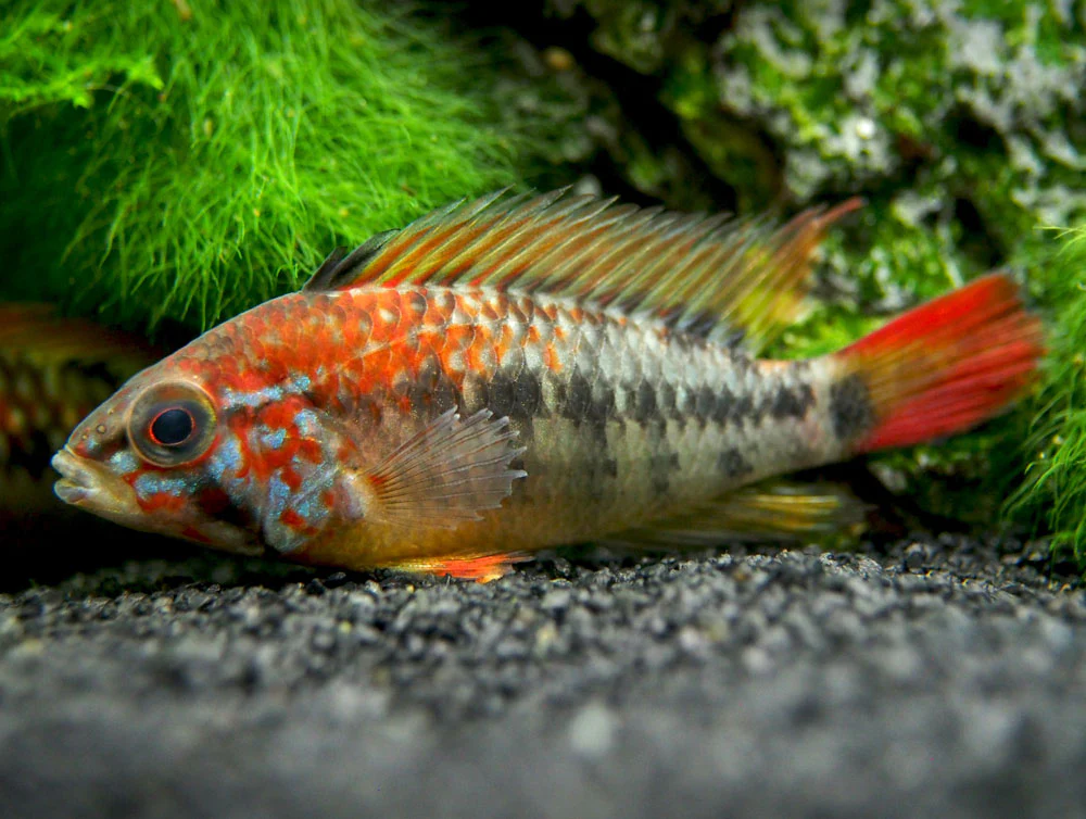 Red Shoulder Dwarf Cichlid (Apistogramma macmasteri), Tank-Bred