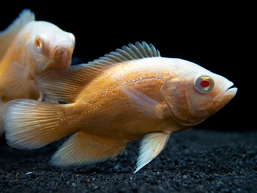 Albino Red Oscar (Astronotus ocellatus), Tank-Bred