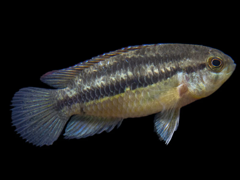 Golden Dwarf Cichlid (Nannacara anomala), - Tank Bred