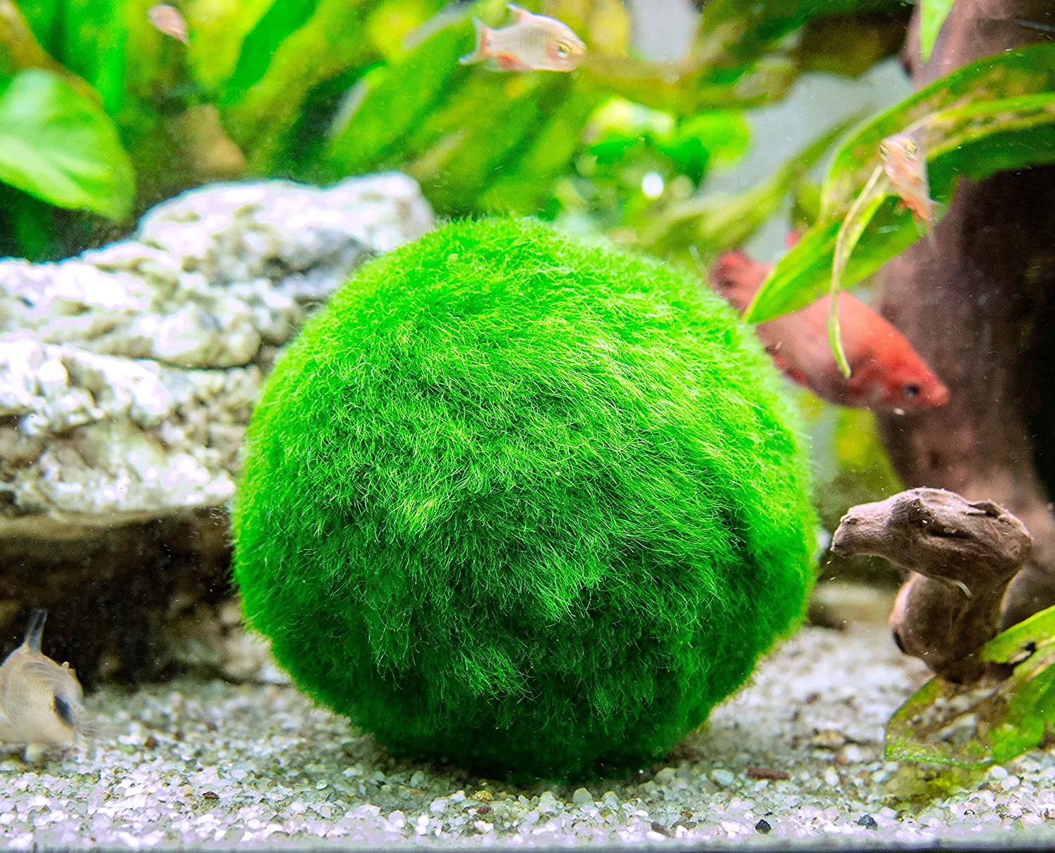 Aquatic Arts Marimo Moss Ball Fertilizer Food 8oz.