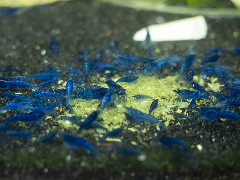 Shrimp Envy - Food Fight Shrimp Food