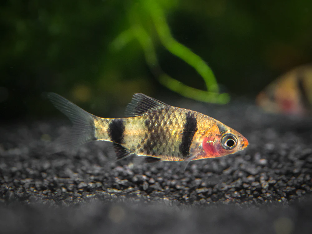 Black Ruby Barb (Pethia nigrofasciata), Tank-Bred!!!