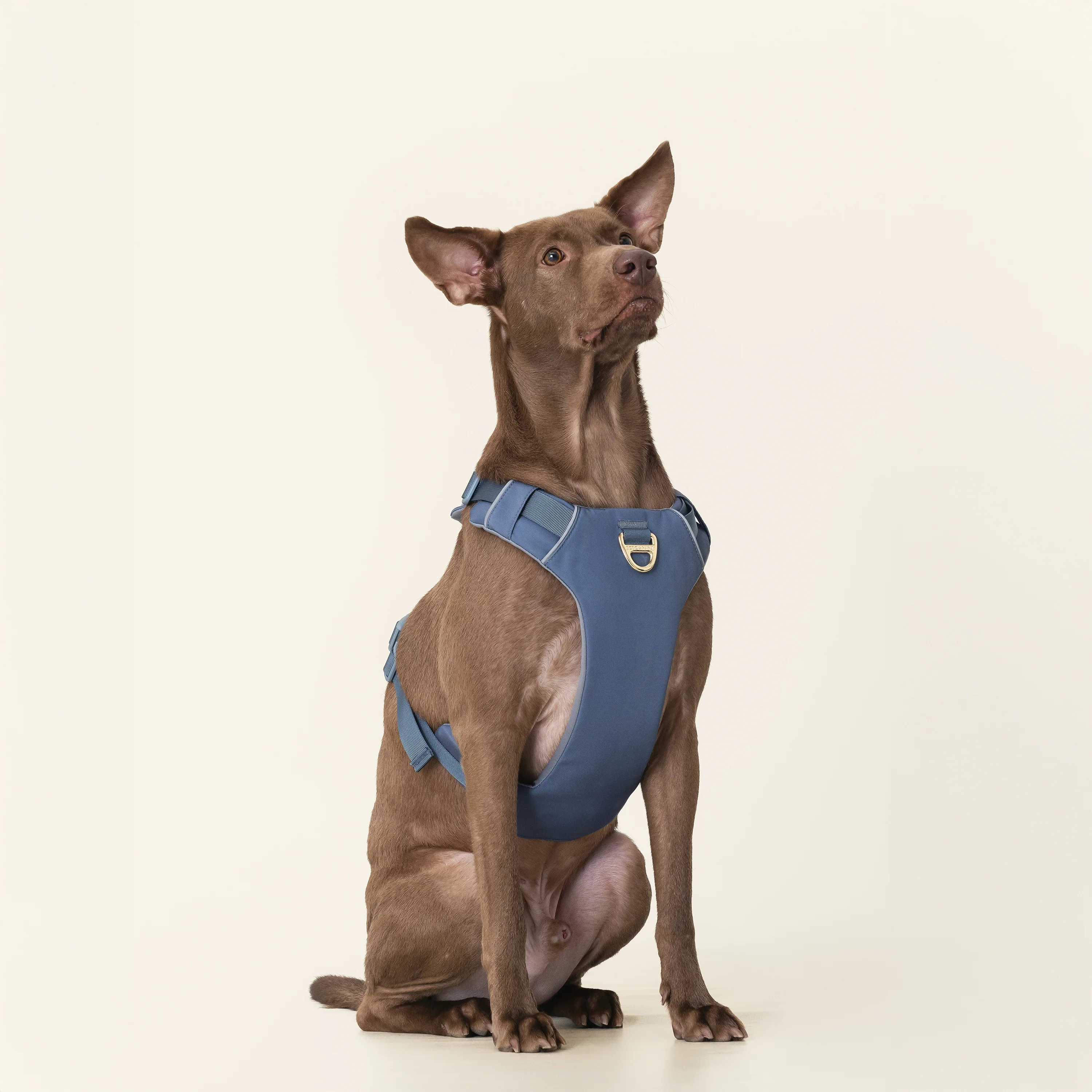 Harness - Stone Blue