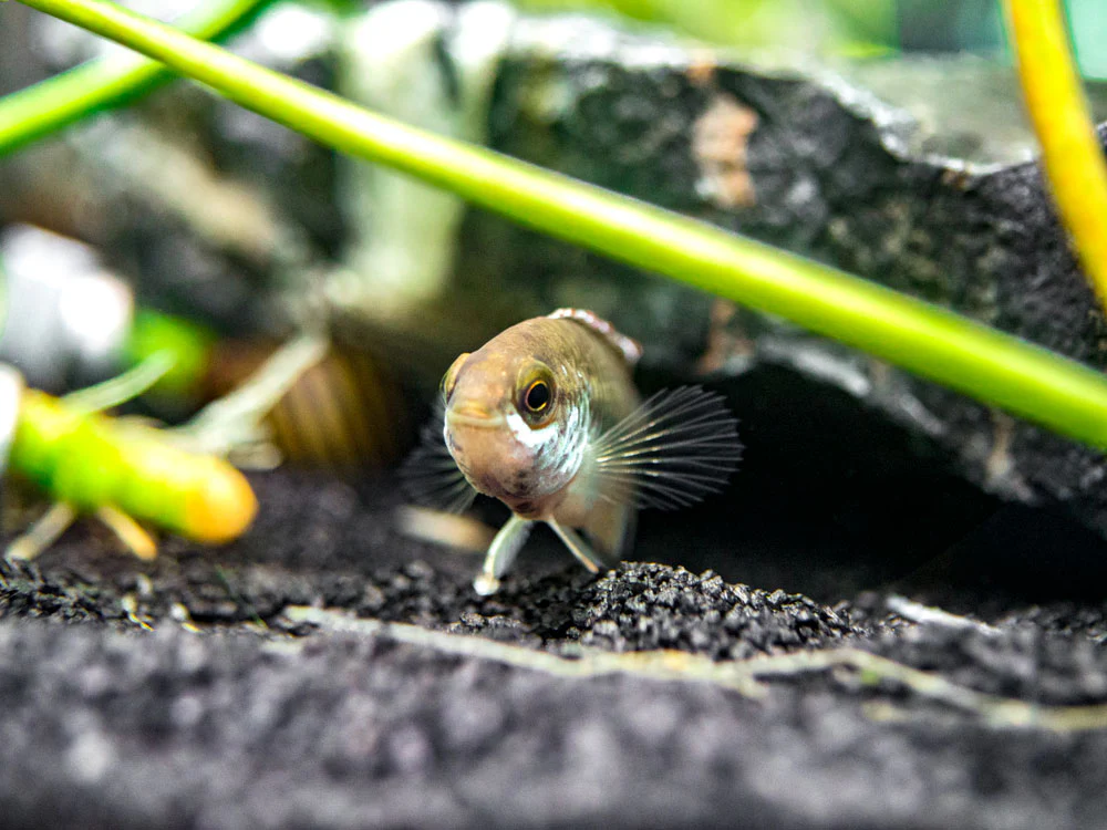 Golden Dwarf Cichlid (Nannacara anomala), - Tank Bred
