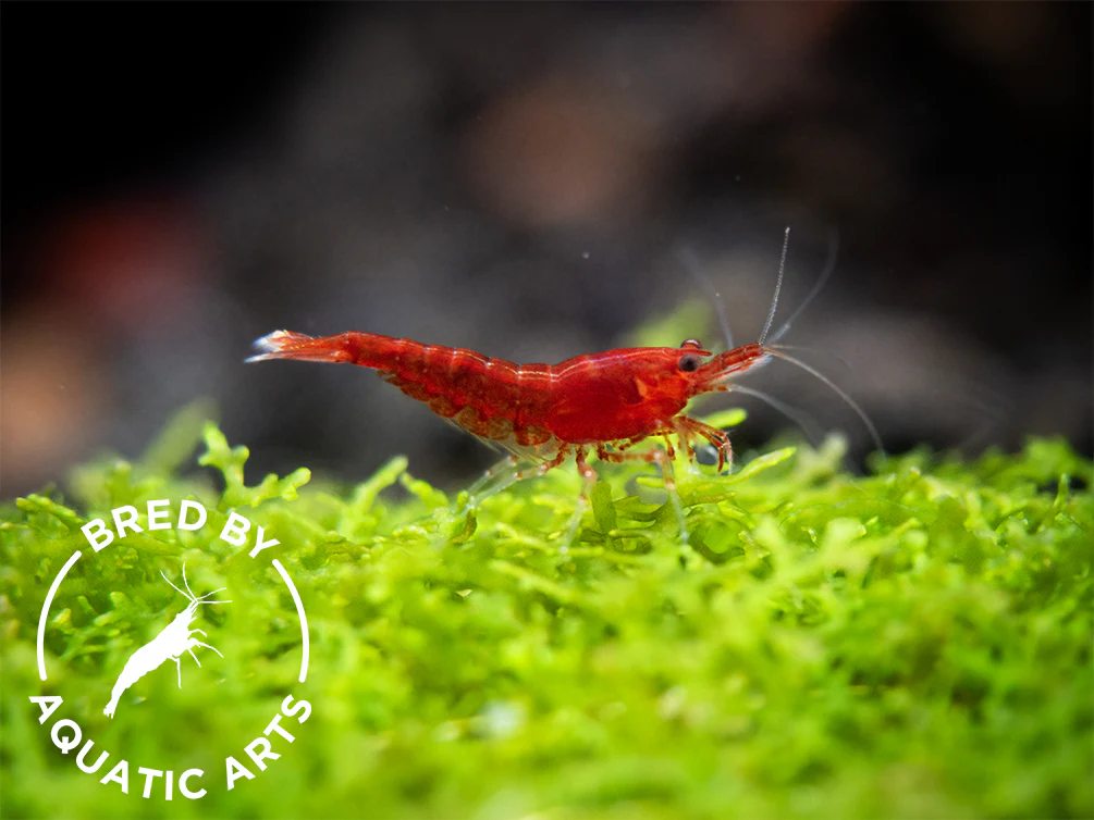 Bloody Mary Shrimp (Neocaridina davidi), BREDBY: Aquatic Arts