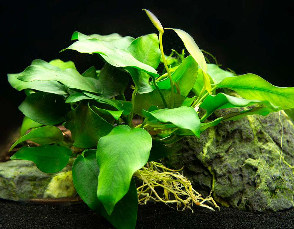 Anubias nana (Anubias barteri var. “nana”) - Bare Root, EXTRA LARGE
