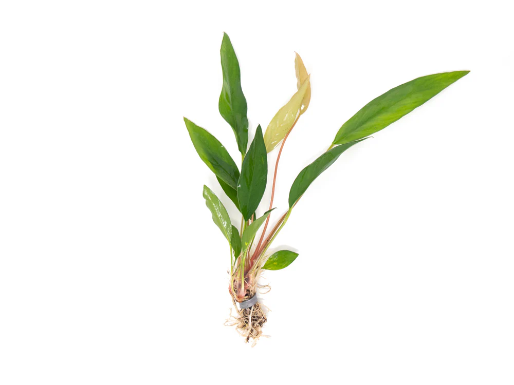 Anubias Beginner Combo Pack