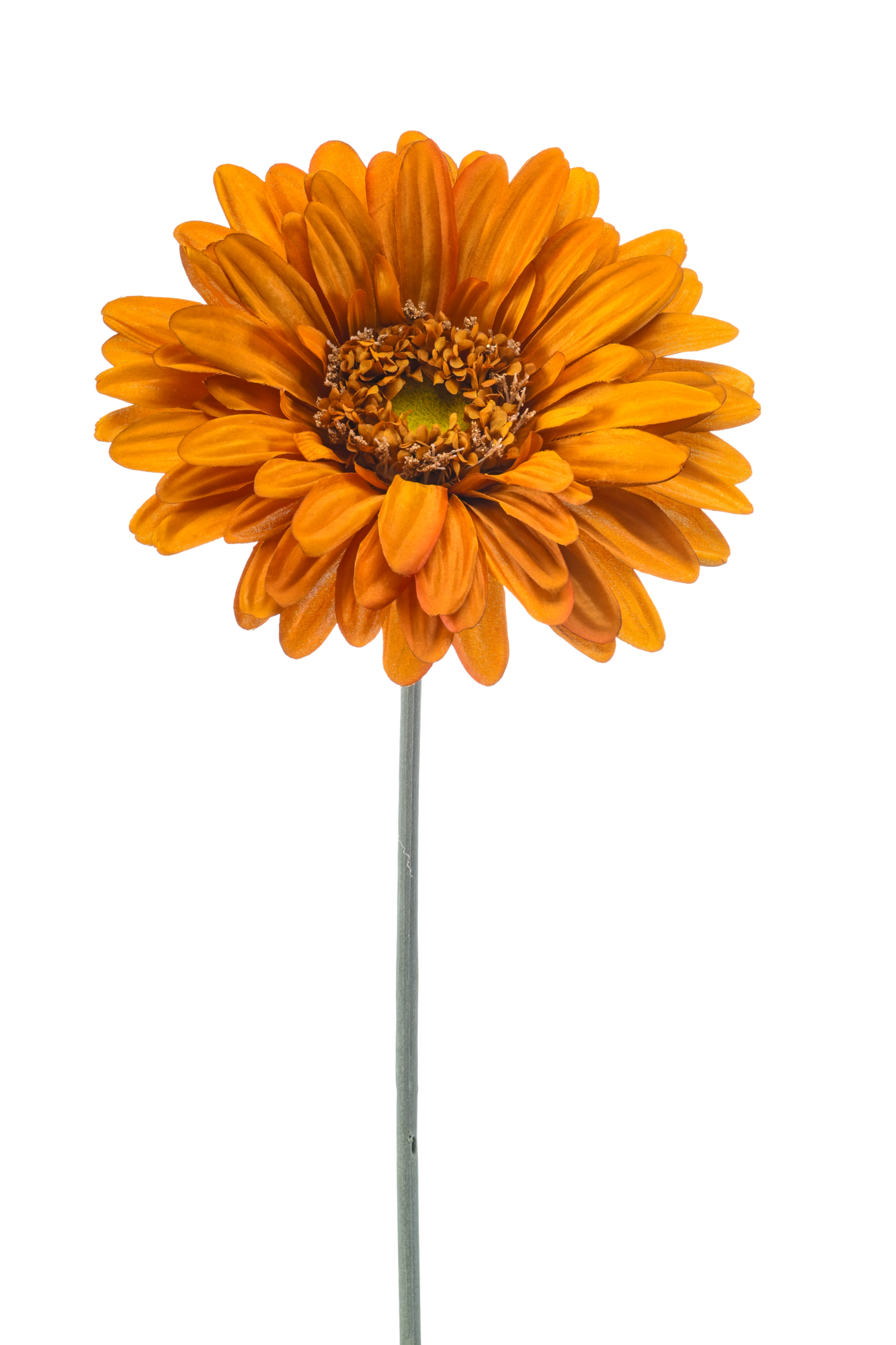 Gerbera giant orange