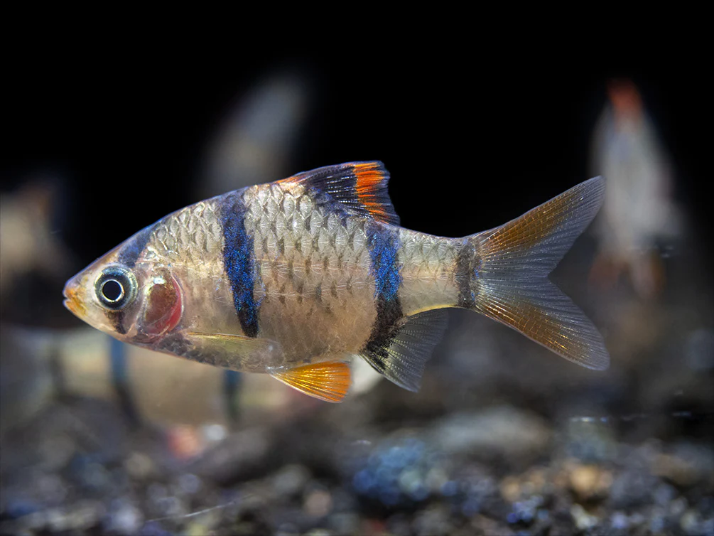 Tiger Barb (Puntigrus tetrazona), Tank-Bred