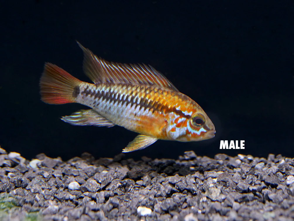 Viejita Dwarf Cichlid (Apistogramma viejita) - Tank Bred!