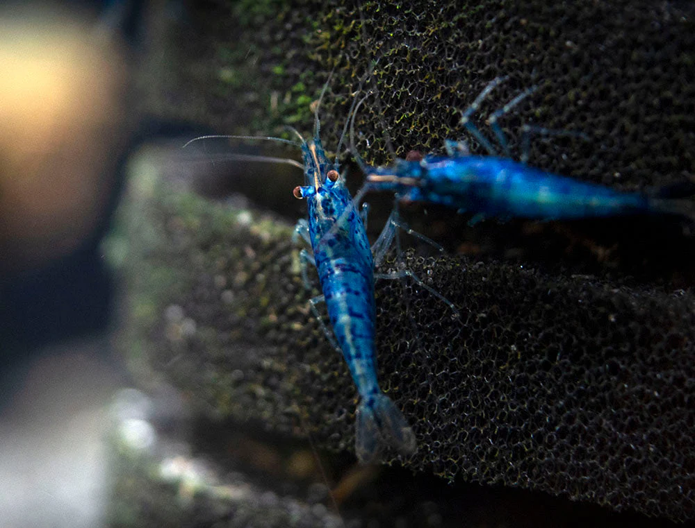 Dream Blue Velvet Shrimp Breeder Combo Box