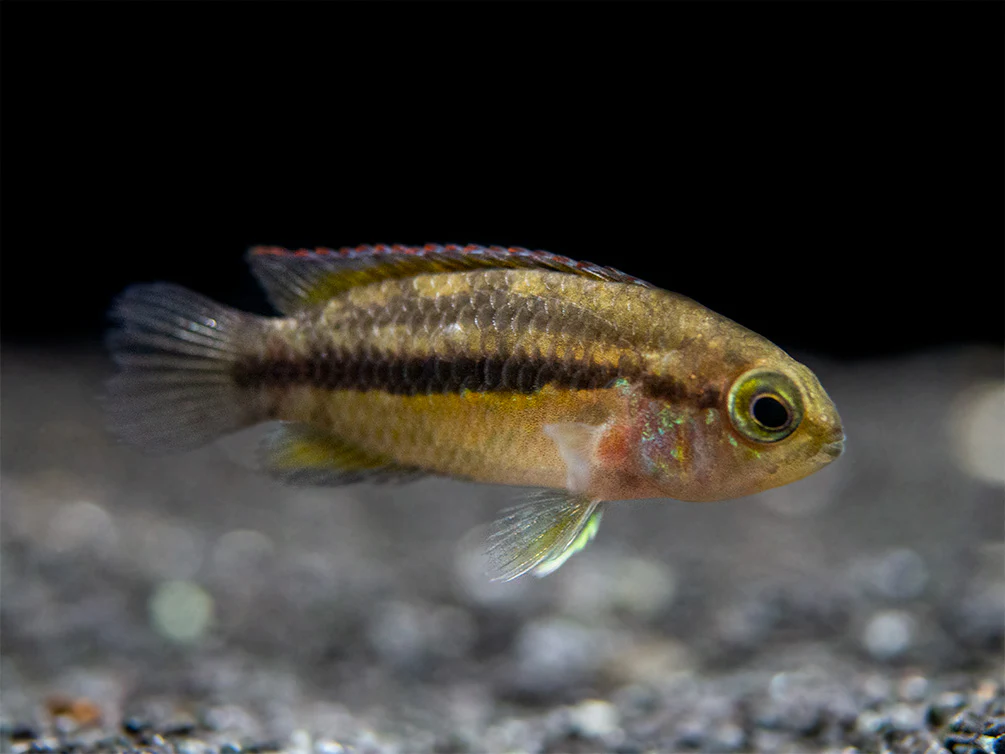 Golden Dwarf Cichlid (Nannacara anomala), - Tank Bred