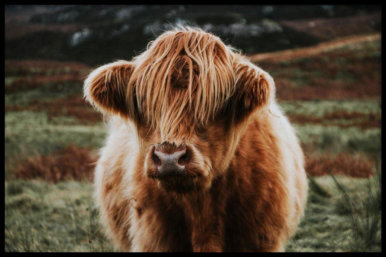 Walljar poster ingelijst - Schotse Hooglander Poster ingelijst - 70 x 100 cm